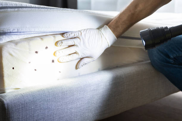 Best Flea Control Services  in Chamberlain, SD