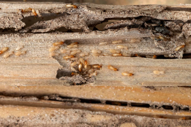 Flea Control Services in Chamberlain, SD